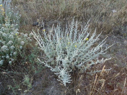 Artemisia fragrans, photograph 2