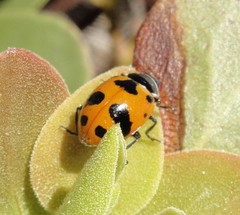 Hippodamia quinquesignata