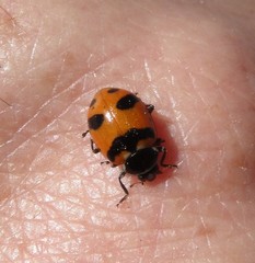 Hippodamia quinquesignata