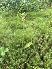 Platanthera clavellata image
