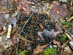 Odocoileus virginianus borealis