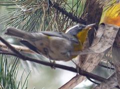 Oreothlypis superciliosa