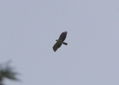 Spizaetus melanoleucus