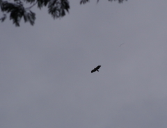 Spizaetus melanoleucus