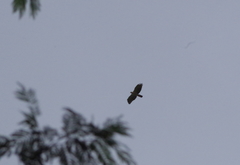 Spizaetus melanoleucus