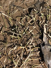 Lilaeopsis chinensis