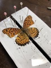 Argynnis hyperbius