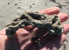 Phragmatopoma caudata