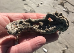 Phragmatopoma caudata