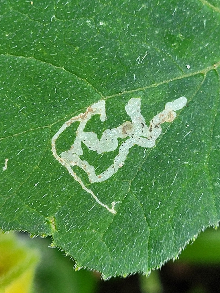 Phytomyza horticola