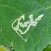 Phytomyza horticola - Photo (c) John P, algunos derechos reservados (CC BY-NC), subido por John P