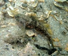 Bathygobius krefftii