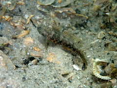 Bathygobius krefftii