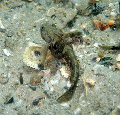 Bathygobius krefftii