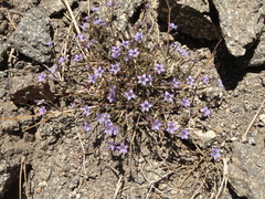 Gilia ochroleuca