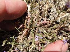 Gilia ochroleuca