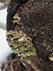 Trichaptum abietinum image