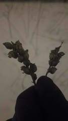 Pedicularis lanceolata