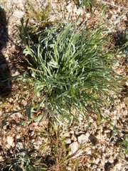 Pectocarya platycarpa