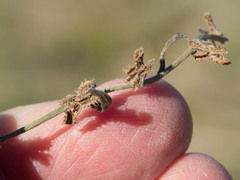 Pectocarya platycarpa