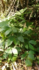 Elatostema platyphyllum