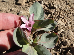 Cycladenia humilis