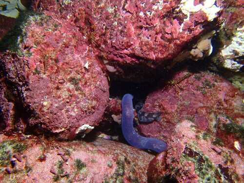 Chilean hagfish (Eptatretus polytrema) — Myxinidae — 4