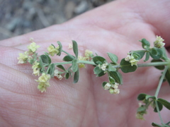 Galium parishii