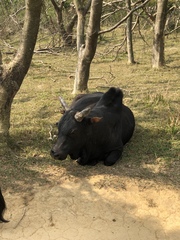 Bos