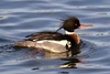 Red-breasted Merganser - Photo (c) Robin Gwen Agarwal, some rights reserved (CC BY-NC), uploaded by Robin Gwen Agarwal