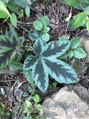 Rubus reflexus