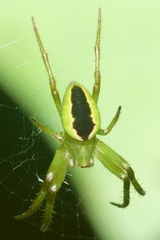 Colaranea melanoviridis