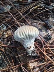 Lycoperdon perlatum image
