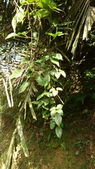 Causonis corniculata