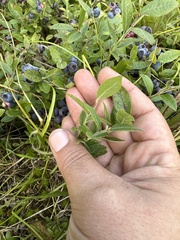 Vaccinium myrtilloides image
