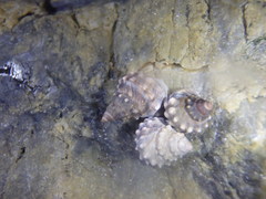 Nodilittorina pyramidalis