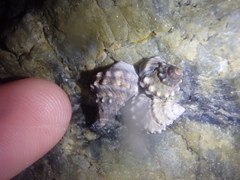 Nodilittorina pyramidalis