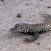 Sonoran Tiger Whiptail - Photo (c) dbeeke, some rights reserved (CC BY-NC)