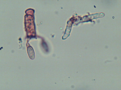 Dendrothele corniculata