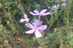 Jamesbrittenia grandiflora