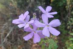 Jamesbrittenia grandiflora