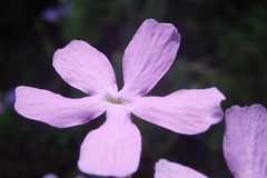 Jamesbrittenia grandiflora