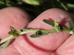 Pectocarya heterocarpa