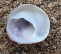 Sigapatella novaezelandiae