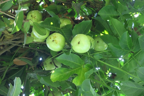 Passiflora edulis