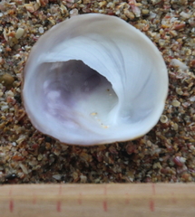 Sigapatella novaezelandiae