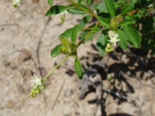 Image of Croton ovalifolius by (c) Alexis López Hernández, some rights reserved (CC BY)