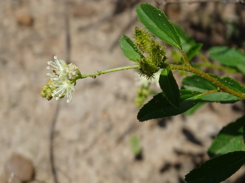 Image of Croton ovalifolius by (c) Alexis López Hernández, some rights reserved (CC BY)