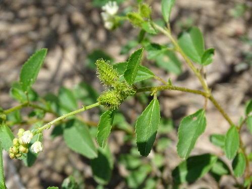 Image of Croton ovalifolius by (c) Alexis López Hernández, some rights reserved (CC BY)
