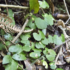 Corybas hypogaeus